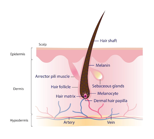 Grafts vs. Hair Strands: The Difference That Changes Your Bill